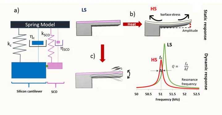 Figure  14:  Schematic  representation  of  the  possible  mechanisms  induced  by  the  SCO  phenomenon  over  a 