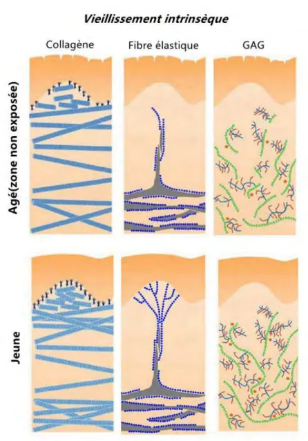 Figure 15: remodelage de la MEC dans la peau âgée non exposée aux Uvs [129] 