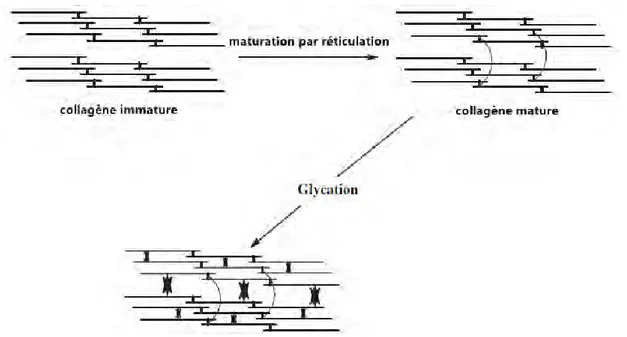 Figure 17 : évolution des processus de réticulation du collagène avec l’âge [75] 
