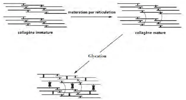 Figure 17 : évolution des processus de réticulation du collagène avec l’âge [75] 