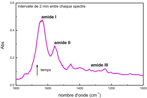 Figure 30 : évolution des spectres IRTF d’une biopsie hydratée de peau abdominale face derme en fonction du 