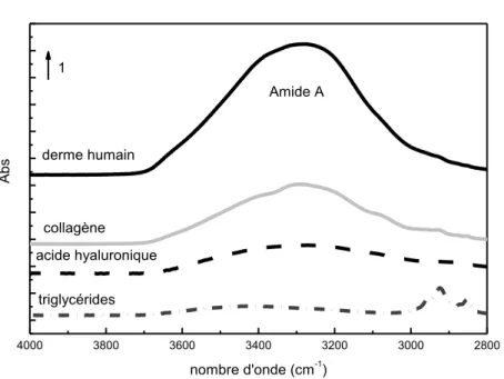 Figure 33 : spectres IRTF du derme, du collagène de type I, de l’HA et des TG dans la zone [4000-2800 cm -1 ] 