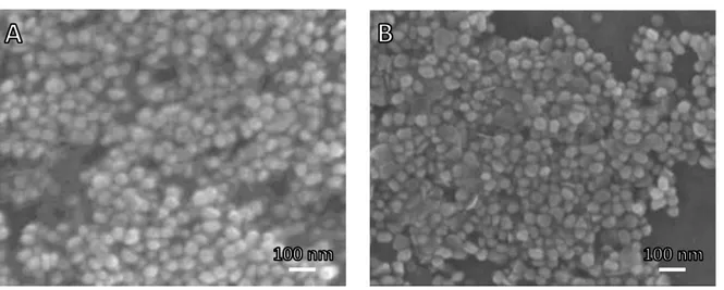 Figure 25  : Influence de la quantité de TSC sur la morphologie des germes avec   A) 