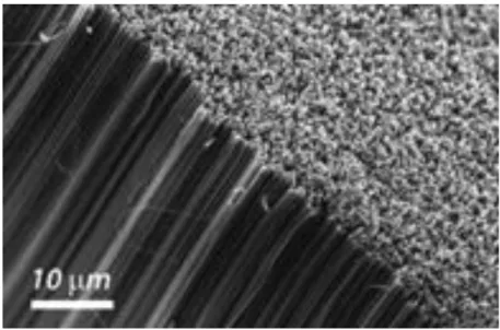 Figure 1.18 Forêt de CNTs où les nanotubes sont bien orientés entre eux [Miller et al., 2012]