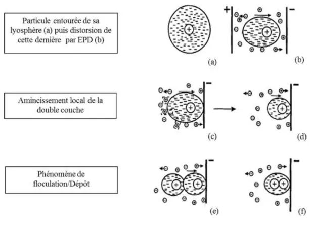Figure I- 18 : Schéma du mécanisme de distorsion, de migration et de floculation d’une  particule par EPD d’après Sarkar et Nicholson [18,92]