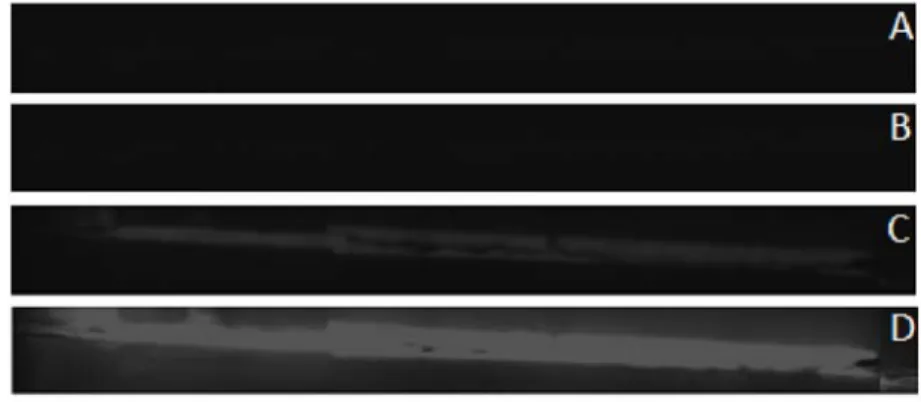 Figure 3.13: Comparison of fluorescence intensity of membrane and glass surfaces at different exposure times (A – glass surface at 1 ms, B – glass surface at 30 ms, C – membrane surface at 1 ms, D – membrane surface at 30 ms).