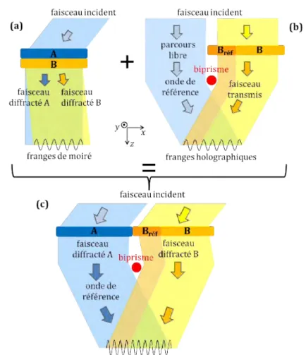 Figure 1.19 – Schéma de principe de la DFEH en (c), qui correspond à une configuration mixte entre (a) une configuration de moirés et (b) une configuration d’holographie  électro-nique hors axe optique.