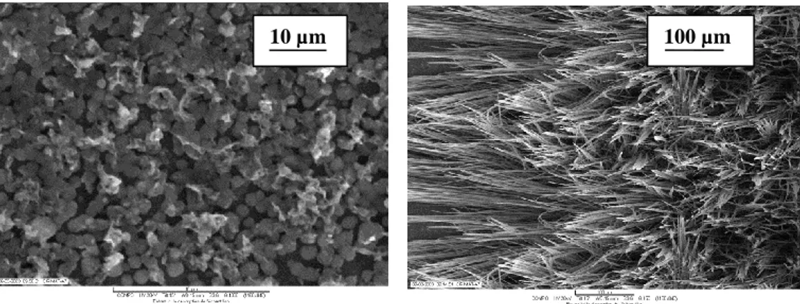 Figure 19 : Micrographies électroniques à effet de champ d’un dépôt de TTF[Ni(dmit) 2 ] 2  sur silicium 
