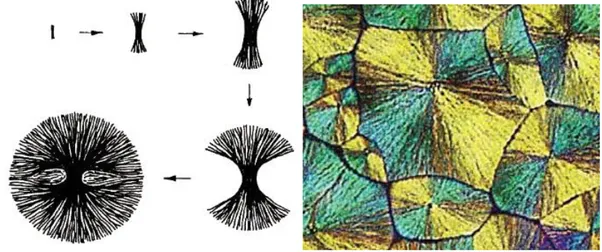 Figure 8 : Schéma de la croissance d’un sphérolite à base de chaines de polymère (gauche), image en  microscopie optique avec lumière polarisée des sphérolites d’un polymère (droite) [24]