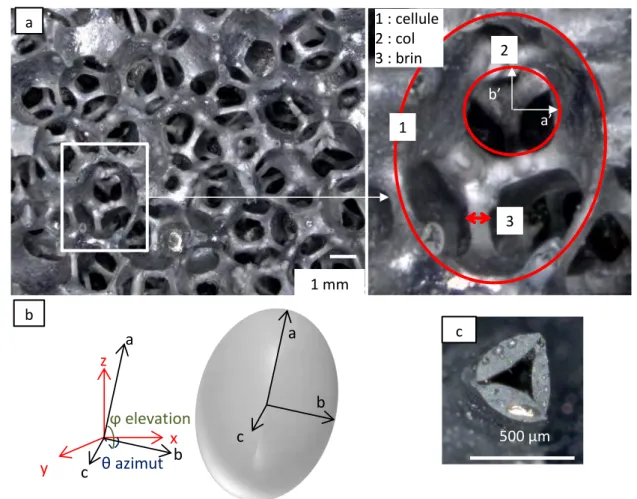 Figure 32 : micrographies issues de l’analyse par microscopie optique d'une mousse de SiC et  identification des éléments constitutifs caractéristiques 