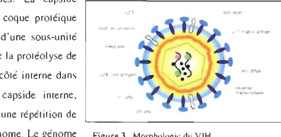 Figure 3.  Morphologie  du  VIH  &lt;i)  H IV  Medicine  ~ü06 