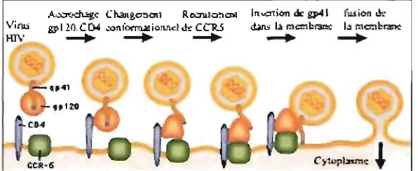 Figure 5.  Mécanisme d'attachement  el  fusion  du  VIH 
