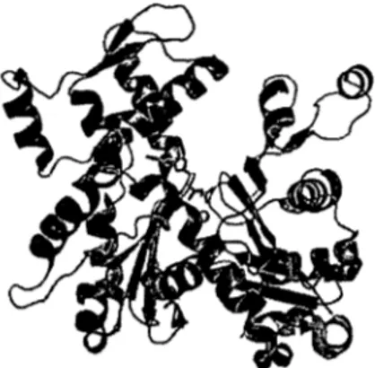 Figure  1.2  ; Représention  structurale  de l'a-actine du muscle squelettique.  (Protein Data Bank(PDB) Ij6z) 