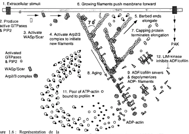 Figure  1.6:  Représentation  de  la  polymérisation  des  microfilaments  d'actine  in  vivo