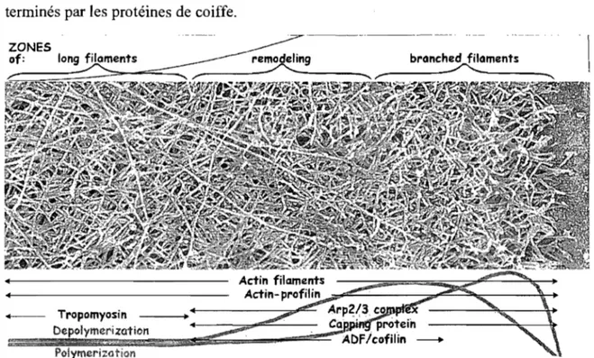Figure  1.7  : Représentation du  modèle de  l'extension de  la membrane.  Les différents niveaux des  protéines accesoires de  la polymérisation varient dans le  temps en  fonction du type de filament