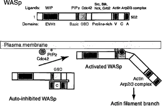 Figure  1.11  :  Modélisation et domaine de  la protéine W ASp(Higgs and Pollard, 2001) 