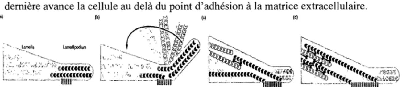 Figure  1.13  :  Repliement  du  lamellipode  avec  des  filaments  d'actine  anti-parallèle  au  foyer  d'adhésion