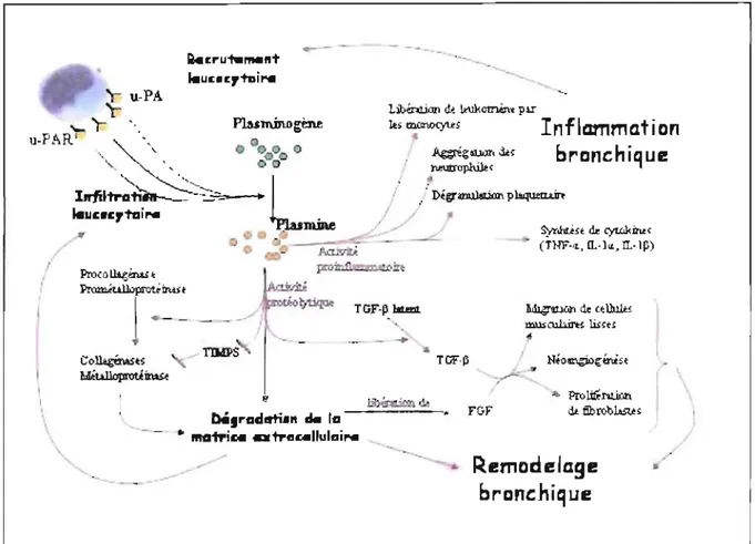 Figure  Rl.  Rôle central de la  plasmine dans l'asthme 