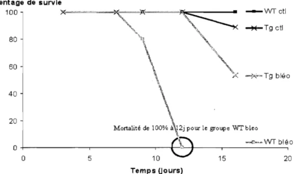 Figure 17  : Effet de la bléomycine sur la mortalité des souris WT et ENaC  -1- Tg+ 