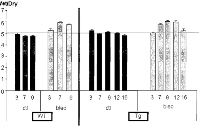 Figure  19 :  Effet  de  la  bléomycine  sur  le  développement  de  l'œdème  chez  les  souris  WT et ENaC -/- Tg+ 