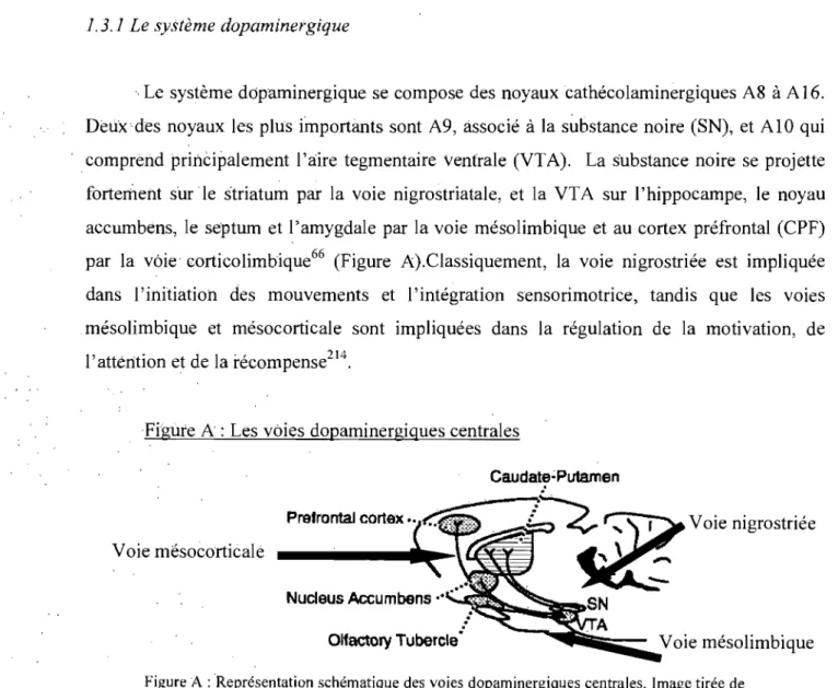 Figure  A'  :  Les voies dopaminergiques centrales 