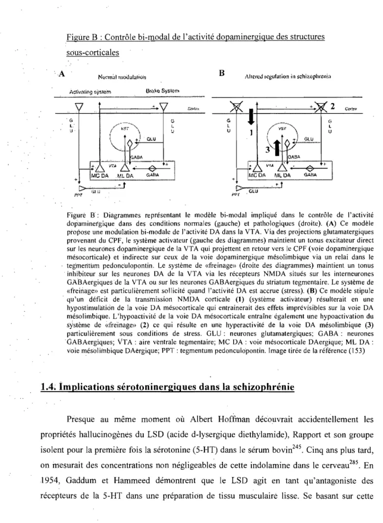 Figure B  : Contrôle bi-modal de l'activité dopaminergique des structures  sou:s-corticales  B  +  2  C«tll'X  Ci  L  1) 