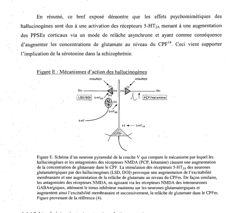 Figure E.  Schéma d'un neur'one pyramidal de la couche V qui compare le mécanisme par lequel les  