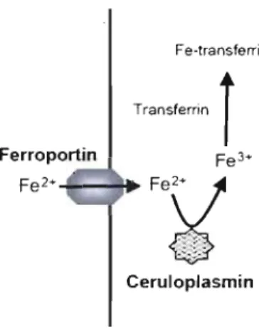 FIGURE  3  : Fonction ferroxydase de la céruloplasmine 