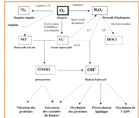 FIGURE 5 :  Origine des  différents  radicaux libres oxygénés  et  espèces  réactives de  l'oxygène impliqués en biologie 