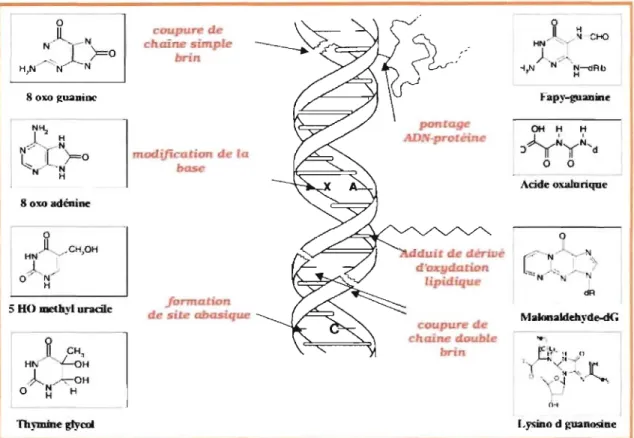 FIGURE  6:  Lésions  de  l'ADN  formées  par  attaque  radicalaire  du  patrimoine  génétique des cellules 