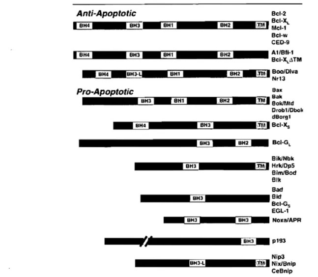 FIGURE 8 : La famille des protéines BcI-2 