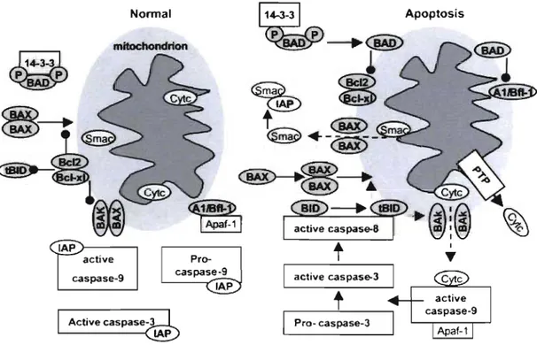 FIGURE 9 :  Modification des interactions entre les protéines de la famille Bc1-2  au  niveau de la mitochondrie en situation d'apoptose 