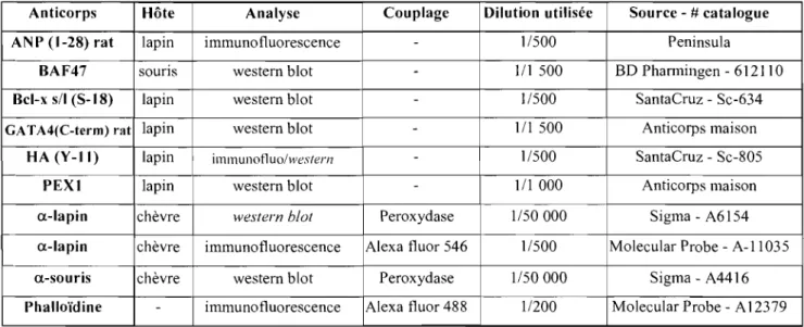 Tableau III:  Description  des  anticorps  utilisés  lors  des  analyses  de  western  blot  et  les 