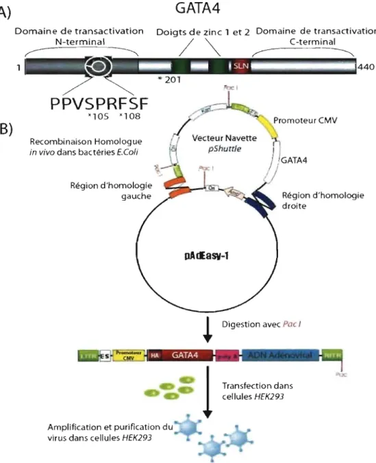 Figure 7. Protéine GATA4 et construction des adénovirus 