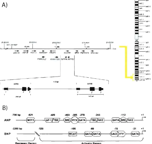 Figure  2.  Loci  des  gènes  de  l'ANPIBNP  chez  l'humain  et  organisation  stucturale  de  leurs promoteurs 