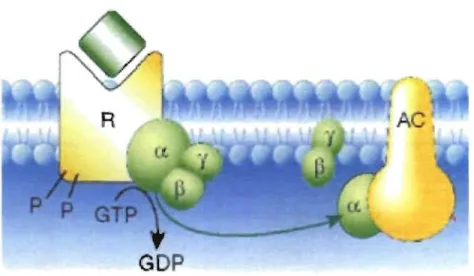 Figure 3.  Récepteur couplé aux protéines G. 