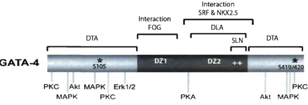 Figure  4.  Cartographie  de  la  protéine  GA T A4:  identification  des  domaines  fonctionnels d'interaction avec les  protéines kinases 