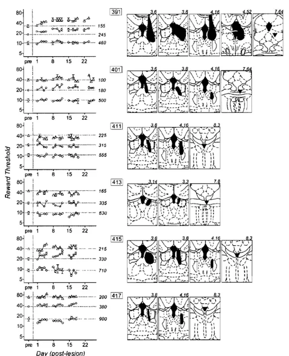 Fig. 4.  Effect of habenular lesions on  the rewarding effectivencss of DR stimulation