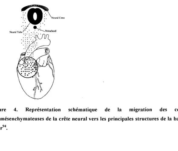 Figure  4.  Représentation  schématique  de  la  migration  des  cellules  ectomésenchymateuses de  la  crête neural vers les  principales  structures de la  base du  cœur 94 • 