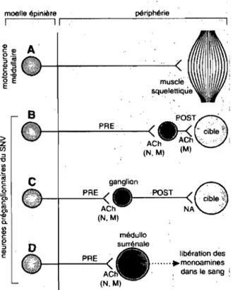 Figure 8. Neurotransmetteurs impliqués dans  les  synapses au  sein du  système nerveux  autonome (aussi appelé végétatif) et comparaison au  système nerveux somatique