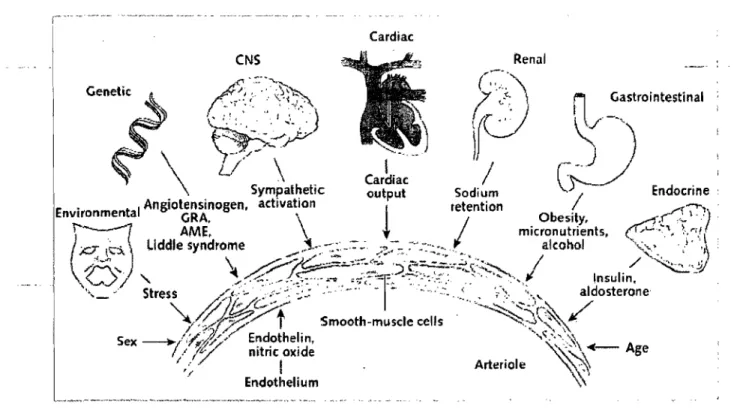 Figure  1.  Prédispositions  génétiques  et  facteurs  environnementaux  impliqués  dans  l'hypertension essentielle