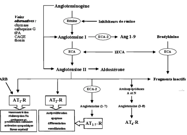 Figure  2.  Cascade bioenzymatique du  système  rénine-angiotensine-aldostérone  et  les  sites  d'action  des  inhibiteurs  de  rénine,  des  IECA  et  des  ARB