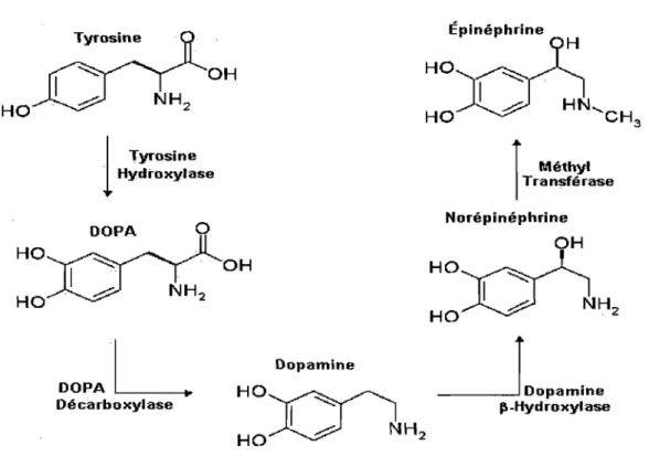 Figure 3.  Schéma de la biosynthèse de la norépinéphrine.  La tyrosine est transportée dans  les nerfs  par  un  système  de  transport  actif,  puis  elle  est  hydrolysée  en  DOPA  par  la  tyrosine  hydroxylase,  l'étape  limitante  de  la  synthèse