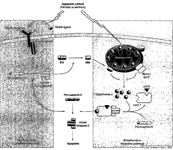 Figure  4.  Voies  de  signalisation  de  l'apoptose.  L'apoptose  peut  être  induite  par  la  mitochondrie  (bleu),  par  une  signalisation  initiée  par  le  relâchement  du  cytochrome  c  dans  le  cytosol