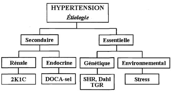 Figure 5.  Étiologie des modèles de rats en hypertension (Adaptée de Pinto et al,  1998) 
