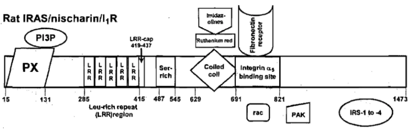 Figure 6.  Domaines et motifs majeurs de la protéine lRASlNischarin (Sun et al, 2007) 