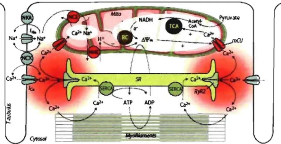 Figure  1:  Processes  of excitation-contraction  coupling  and  mitochondrial  energetics