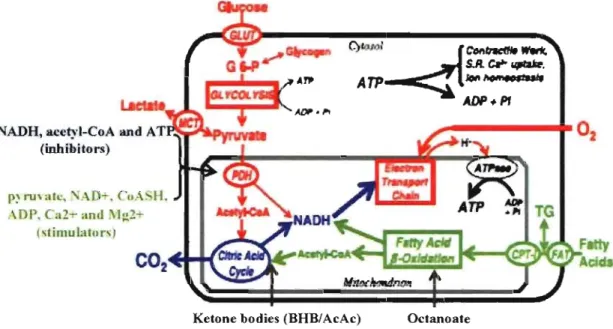 Figure  2:  Pathways  and  regulatory  points  of myocardial  substrate  metabolism.  The 