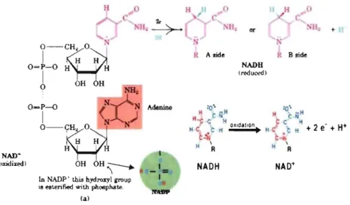 Figure 3:  Structure of NAD  (Pt  and  NAD(P)H  molecules.  Left, Oxidized form  ofNAD + 