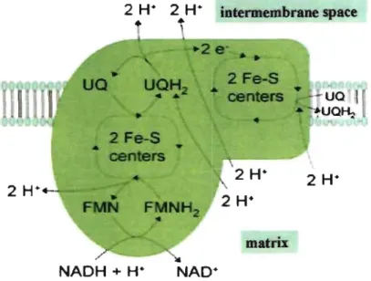 Figure 4:  Complex 1 of the mitochondrial respiratory chain.  Electrons and  protons from 